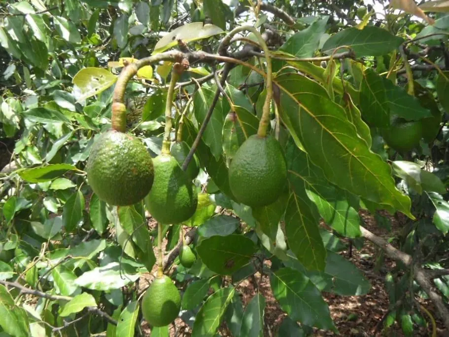 Дом отдыха Moonya Avocado Farm Cottage - With Early Check-In Маунт-Тамборин Австралия